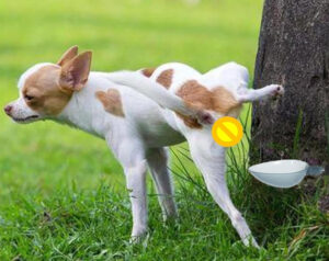 Dog Urine Collection